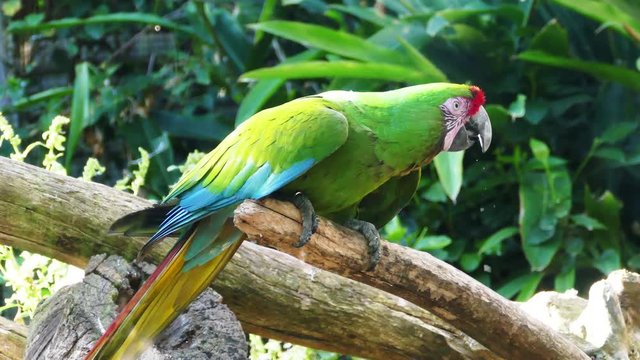 Great green macaw takes flight from branch