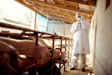 Veterinarian examining pigs at pig farm.