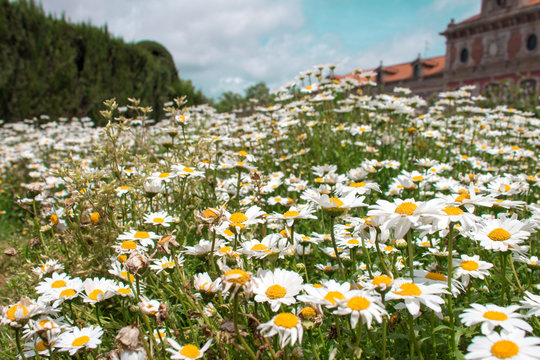 Flores