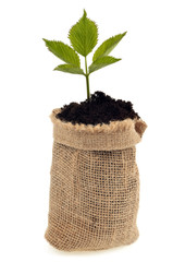 Sac en toile rempli de terreau avec une plante dedans 