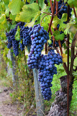 Bunches of red wine grapes growing in Italian fields. Close up view of fresh red wine grape