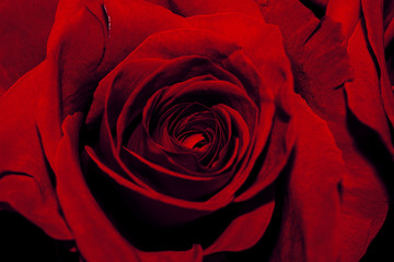 Close-Up Of Beautiful Red Rose
