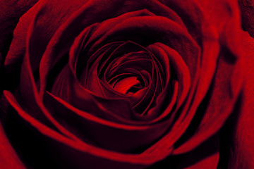 Extreme Close-Up Of Beautiful Red Rose