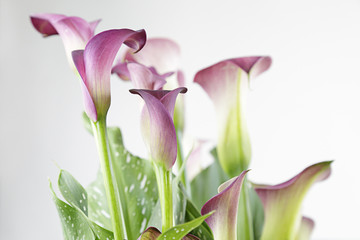 Zantedeschia aethiopica