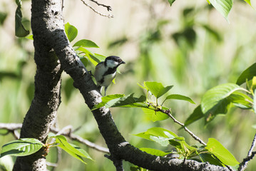 Japanese tit perches on the branch in early summer.
