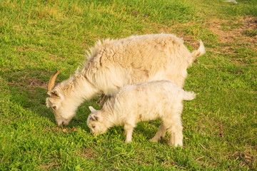 Naklejka na ściany i meble Goat and little goat graze on the green lawn