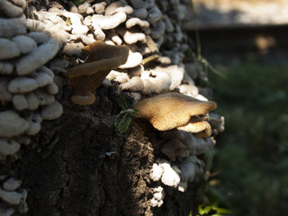 Side Angle View Of Mushrooms Growing On Old Tree Trunk Bathing In Sunlight