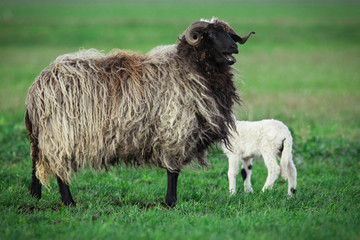 Sheep with lamb