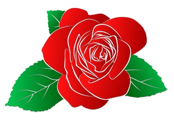 Red rose. 