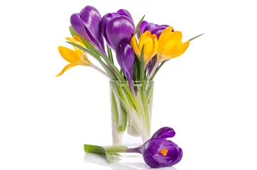 Photo sur Plexiglas Crocus bouquet de fleurs de crocus dans un vase isolé sur blanc