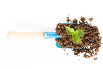Growing young plant with garden shovel on white background