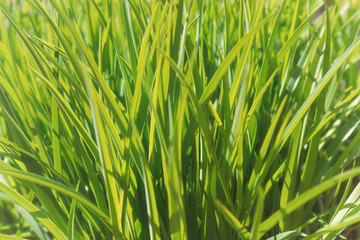 Background of green grass