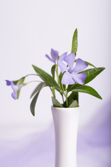 Bunch of beautiful spring flowers