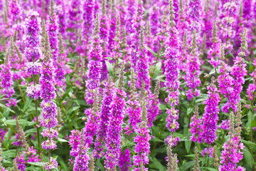 Pink salvia flowers background