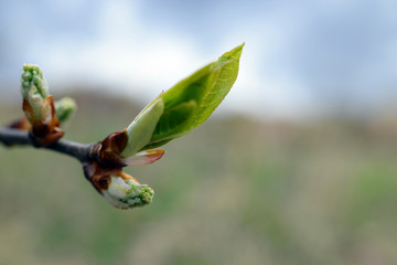 Tree branch with buds on spring