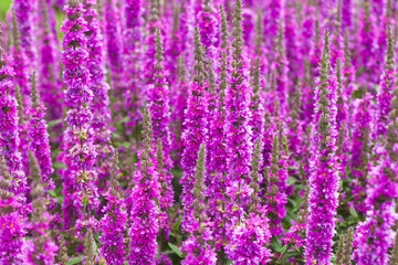 Pink salvia flowers background