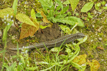 Lizard (Lacerta agilis) in a nature