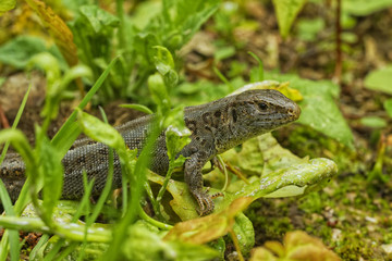 Lizard (Lacerta agilis) in a nature