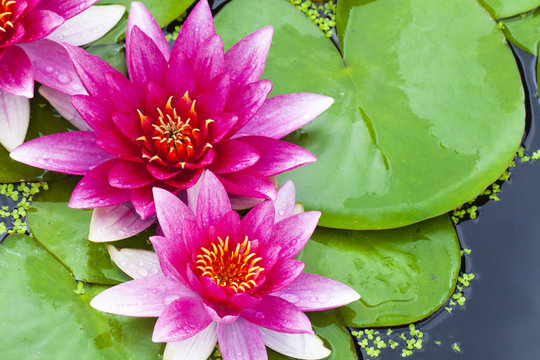 Water lily lotus in a pond