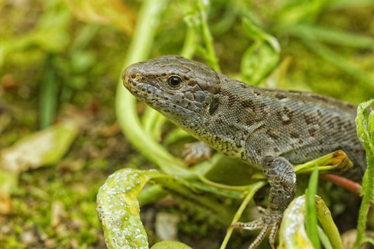 Lizard (Lacerta agilis) in a nature