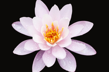 Water lily isolated on black background
