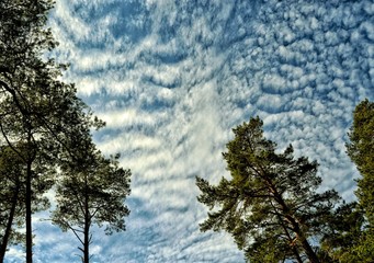 tree sky  nature forest trees