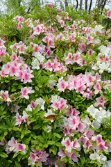 azalea