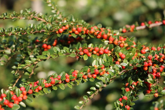 Red berries of the Cotoneaster, Italy