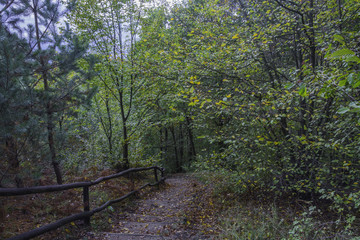 schody w jesiennym lesie