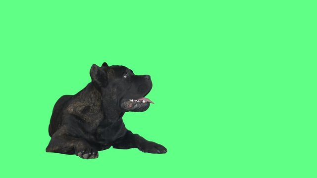 Dog cane corso on a green background