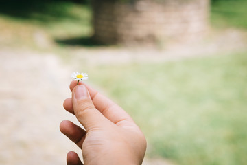 Woman hand holds a daisy against nature landscape