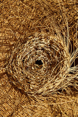 Esparto halfah grass used for crafts basketry