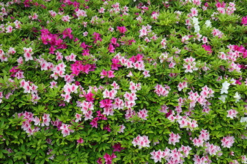 Obraz premium azalea