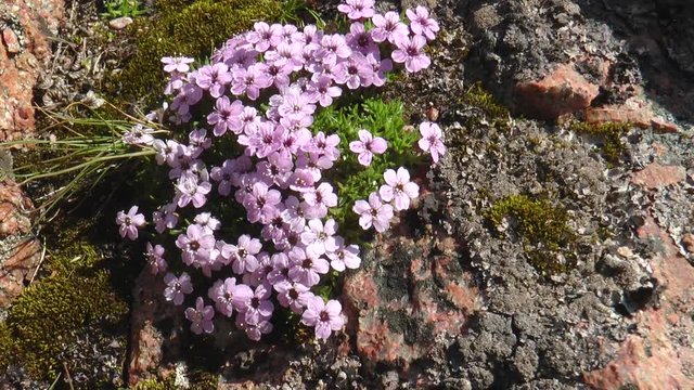 Small pink-purple flowers on the northern cliff sunny summer day.