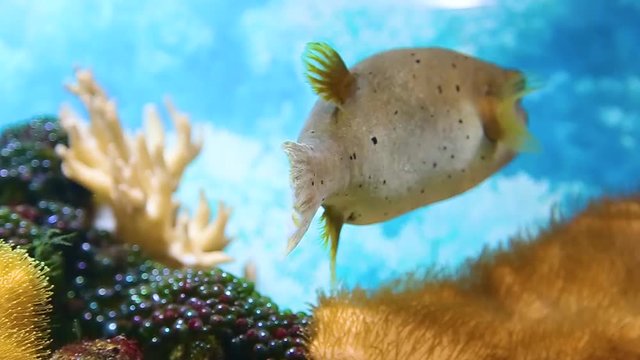 Closeup of beautiful grey and yellow color pufferfish with cute funny four teeth in mouth and big eyes cheerfully swimming in aquarium water. Closeup portrait of Arothron nigropunctatus.