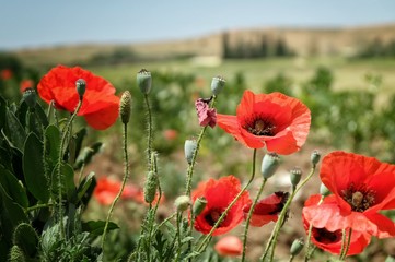 Champ de Coquelicots