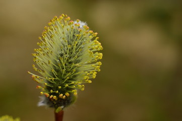 Blossoming in the spring willow bud in drops of morning dew