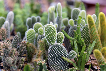 cactus in the small pot in earth ware , small flower shop