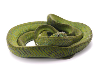 Green Cat Snake isolated on white background