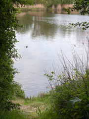 Obraz premium gorgeous water side at river outside in the uk pond surface