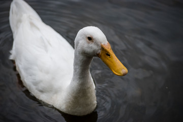 Peking duck