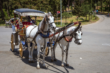 Horse Carriage with two horses on Princess Islands, Buyukada Island, Istanbul, Turkey