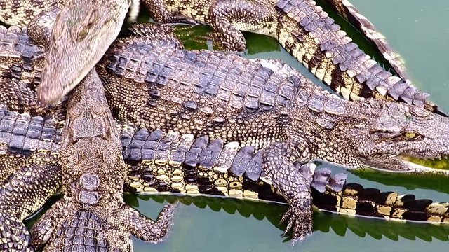 Crocodiles crawling over each other in a water.