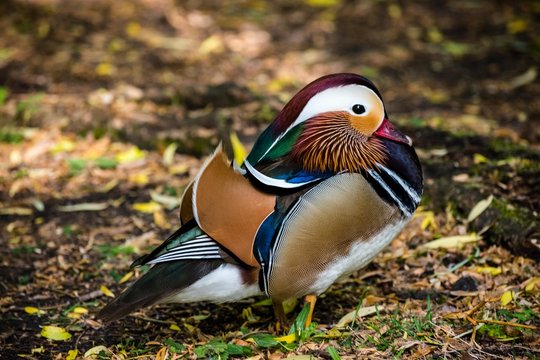 Mandarin duck