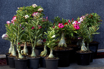 Blossoming red azalea in a flowerpot , flowers in pots , azalea colorful flowers pots, flowers shop.