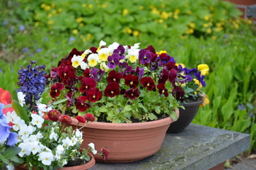 Schale mit Hornveilchen auf Mauer