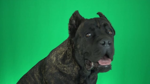 Muzzle dog cane corso on a green background