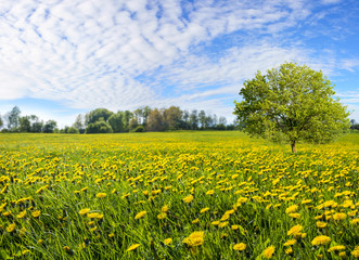 Flowering dandelion flowers on a spring meadow