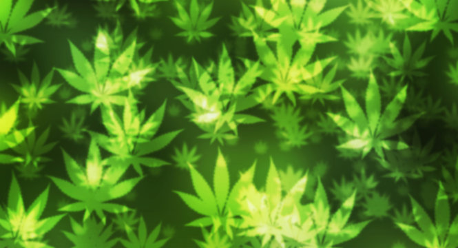 Green Marijuana blurry background.