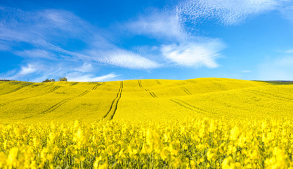 Panorama of blooming field, yellow rape